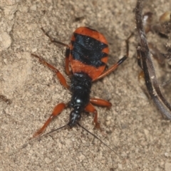 Ectomocoris patricius (Ground assassin bug) at Bango, NSW - 3 Feb 2022 by AlisonMilton