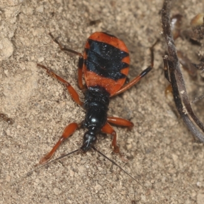 Ectomocoris patricius (Ground assassin bug) at Bango, NSW - 3 Feb 2022 by AlisonMilton