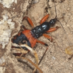 Ectomocoris patricius at Bango, NSW - 3 Feb 2022