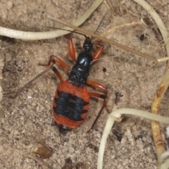 Ectomocoris patricius at Bango, NSW - 3 Feb 2022