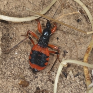 Ectomocoris patricius at Bango, NSW - 3 Feb 2022