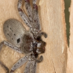 Isopeda sp. (genus) (Huntsman Spider) at Bango Nature Reserve - 3 Feb 2022 by AlisonMilton