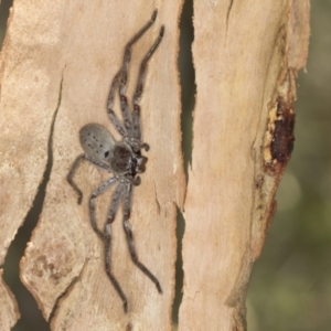 Isopeda sp. (genus) at Bango, NSW - 3 Feb 2022