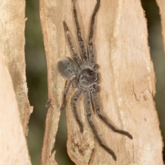 Isopeda sp. (genus) at Bango, NSW - 3 Feb 2022