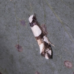 Monopis icterogastra (Wool Moth) at Bango, NSW - 3 Feb 2022 by AlisonMilton