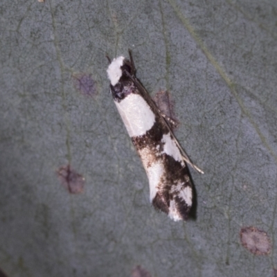 Monopis icterogastra (Wool Moth) at Bango Nature Reserve - 3 Feb 2022 by AlisonMilton