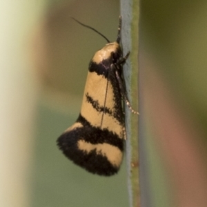 Olbonoma triptycha at Bango, NSW - 3 Feb 2022