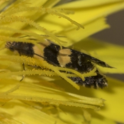 Glyphipterix chrysoplanetis (A Sedge Moth) at Bango Nature Reserve - 3 Feb 2022 by AlisonMilton