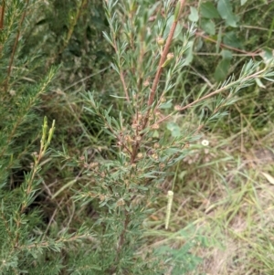 Kunzea ericoides at Molonglo Valley, ACT - 6 Feb 2022 12:22 PM