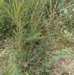 Kunzea ericoides at Molonglo Valley, ACT - 6 Feb 2022 12:22 PM