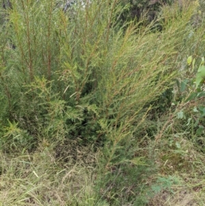 Kunzea ericoides at Molonglo Valley, ACT - 6 Feb 2022