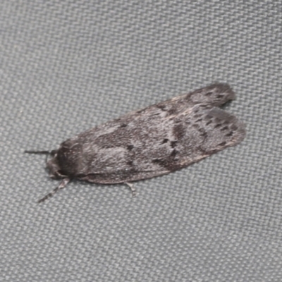 Palimmeces (genus) (a Philobota Group moth) at Bango, NSW - 3 Feb 2022 by AlisonMilton