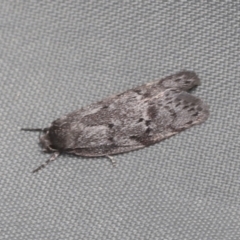 Palimmeces (genus) (a Philobota Group moth) at Bango Nature Reserve - 3 Feb 2022 by AlisonMilton