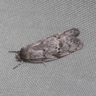 Palimmeces (genus) (a Philobota Group moth) at Bango, NSW - 3 Feb 2022 by AlisonMilton