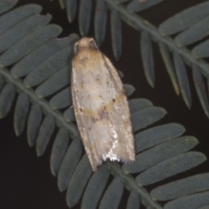 Tortricinae (subfamily) at Bango, NSW - 3 Feb 2022