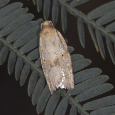 Tortricinae (subfamily) (A tortrix moth) at Bango, NSW - 2 Feb 2022 by AlisonMilton