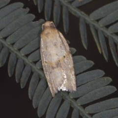 Tortricinae (subfamily) (A tortrix moth) at Bango Nature Reserve - 2 Feb 2022 by AlisonMilton