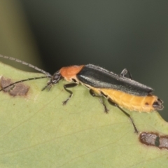 Chauliognathus tricolor (Tricolor soldier beetle) at Bango Nature Reserve - 3 Feb 2022 by AlisonMilton