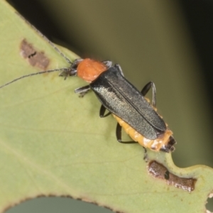 Chauliognathus tricolor at Bango, NSW - 3 Feb 2022