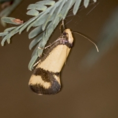 Olbonoma triptycha (Chezela Group) at Bango, NSW - 2 Feb 2022 by AlisonMilton