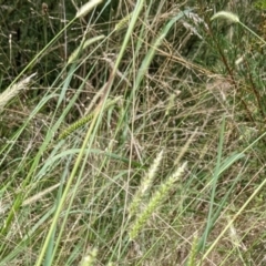 Setaria (genus) (Pigeon Grass) at Molonglo Valley, ACT - 6 Feb 2022 by abread111