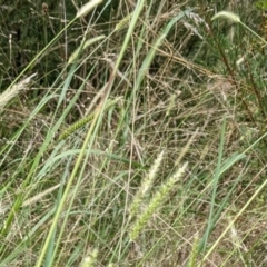 Setaria sp. (Pigeon Grass) at Block 402 - 6 Feb 2022 by abread111