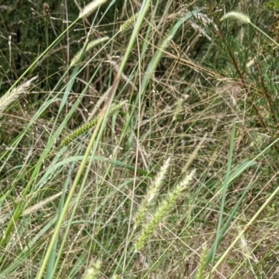 Setaria (genus) (Pigeon Grass) at Molonglo Valley, ACT - 6 Feb 2022 by abread111
