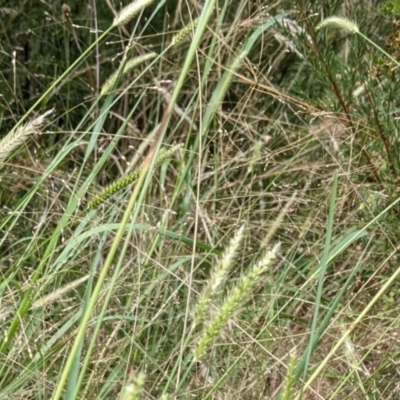 Setaria sp. (Pigeon Grass) at Block 402 - 6 Feb 2022 by abread111