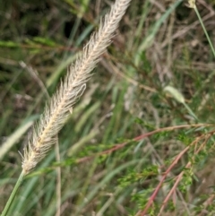 Setaria sp. at Molonglo Valley, ACT - 6 Feb 2022 12:22 PM