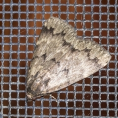 Mormoscopa phricozona (An Erebid Moth (Herminiinae) at Higgins, ACT - 5 Feb 2022 by AlisonMilton
