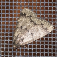 Mormoscopa phricozona (A Herminiid Moth) at Higgins, ACT - 4 Feb 2022 by AlisonMilton