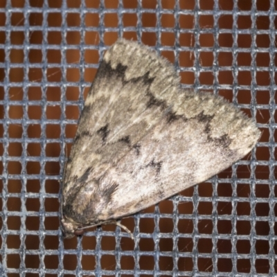 Mormoscopa phricozona (A Herminiid Moth) at Higgins, ACT - 4 Feb 2022 by AlisonMilton