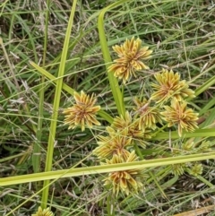 Cyperus eragrostis (Umbrella Sedge) at Denman Prospect 2 Estate Deferred Area (Block 12) - 6 Feb 2022 by abread111