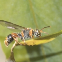 Cerceris sp. (genus) (Unidentified Cerceris wasp) at Bango, NSW - 3 Feb 2022 by AlisonMilton