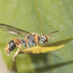 Eumeninae (subfamily) (Unidentified Potter wasp) at Bango, NSW - 3 Feb 2022 by AlisonMilton