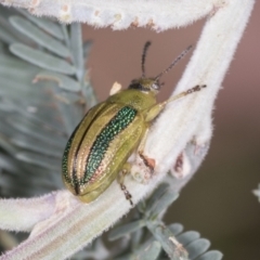 Calomela juncta (Leaf beetle) at Bango Nature Reserve - 2 Feb 2022 by AlisonMilton