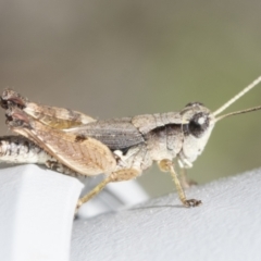 Phaulacridium vittatum (Wingless Grasshopper) at Bango Nature Reserve - 3 Feb 2022 by AlisonMilton