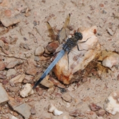 Orthetrum caledonicum (Blue Skimmer) at Yass River, NSW - 6 Feb 2022 by SenexRugosus