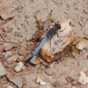 Orthetrum caledonicum at Yass River, NSW - 6 Feb 2022