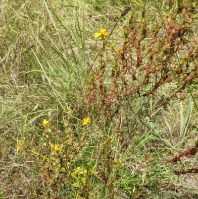 Hypericum perforatum (St John's Wort) at Block 402 - 6 Feb 2022 by abread111