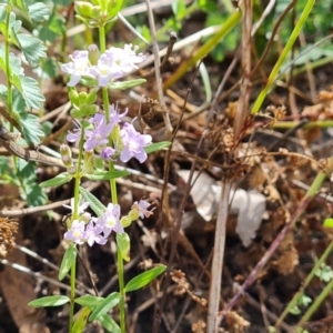 Mentha diemenica at O'Malley, ACT - 6 Feb 2022