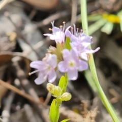 Mentha diemenica at O'Malley, ACT - 6 Feb 2022