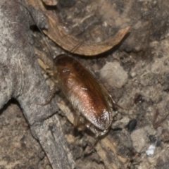 Unidentified Cockroach (Blattodea, several families) at Bango, NSW - 3 Feb 2022 by AlisonMilton