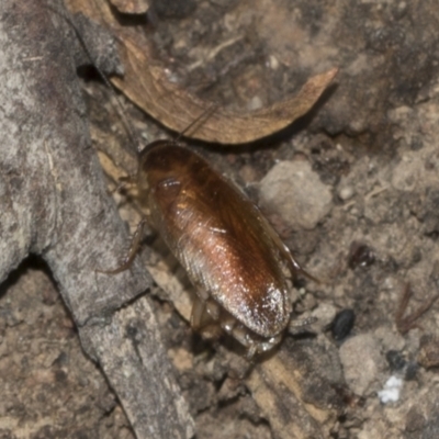 Calolampra sp. (genus) at Bango Nature Reserve - 3 Feb 2022 by AlisonMilton