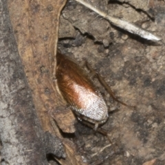 Johnrehnia contraria at Bango, NSW - 3 Feb 2022 01:07 PM