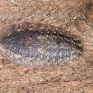 Laxta sp. (genus) at Bango, NSW - 3 Feb 2022 11:05 AM