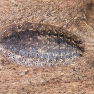 Laxta sp. (genus) (Bark cockroach) at Bango Nature Reserve - 3 Feb 2022 by AlisonMilton