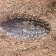 Unidentified Cockroach (Blattodea, several families) (TBC) at Bango, NSW - 3 Feb 2022 by AlisonMilton
