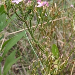 Centaurium erythraea (Common Centaury) at Molonglo Valley, ACT - 6 Feb 2022 by abread111