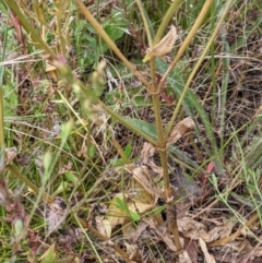 Centaurium erythraea at Molonglo Valley, ACT - 6 Feb 2022 12:26 PM